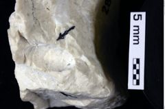 Foto (Detailansicht) von Decapoda indet. (NHMW-GEO-1990-0041-0281a)